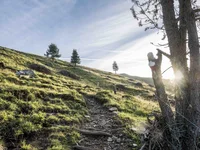 Beispielaufbau einer Unterseite Waldweg mit Baum und Sonnenlicht am Hang eines grünen Hügels
