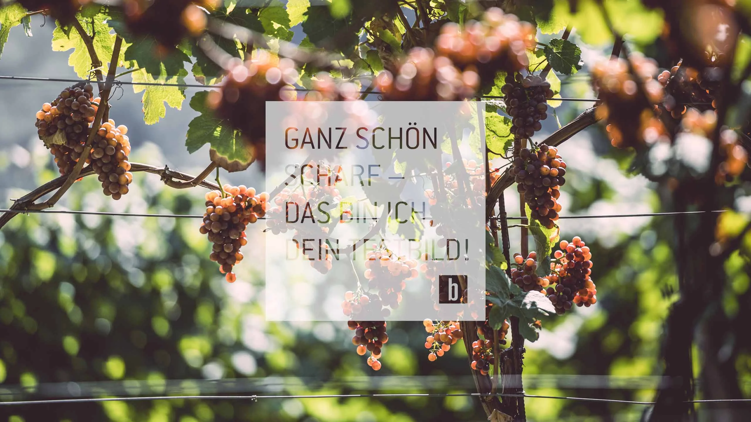 Summer Reife rote Trauben an einem Weinstock bei Sonnenschein