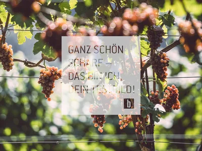 Reife rote Trauben an einem Weinstock bei Sonnenschein