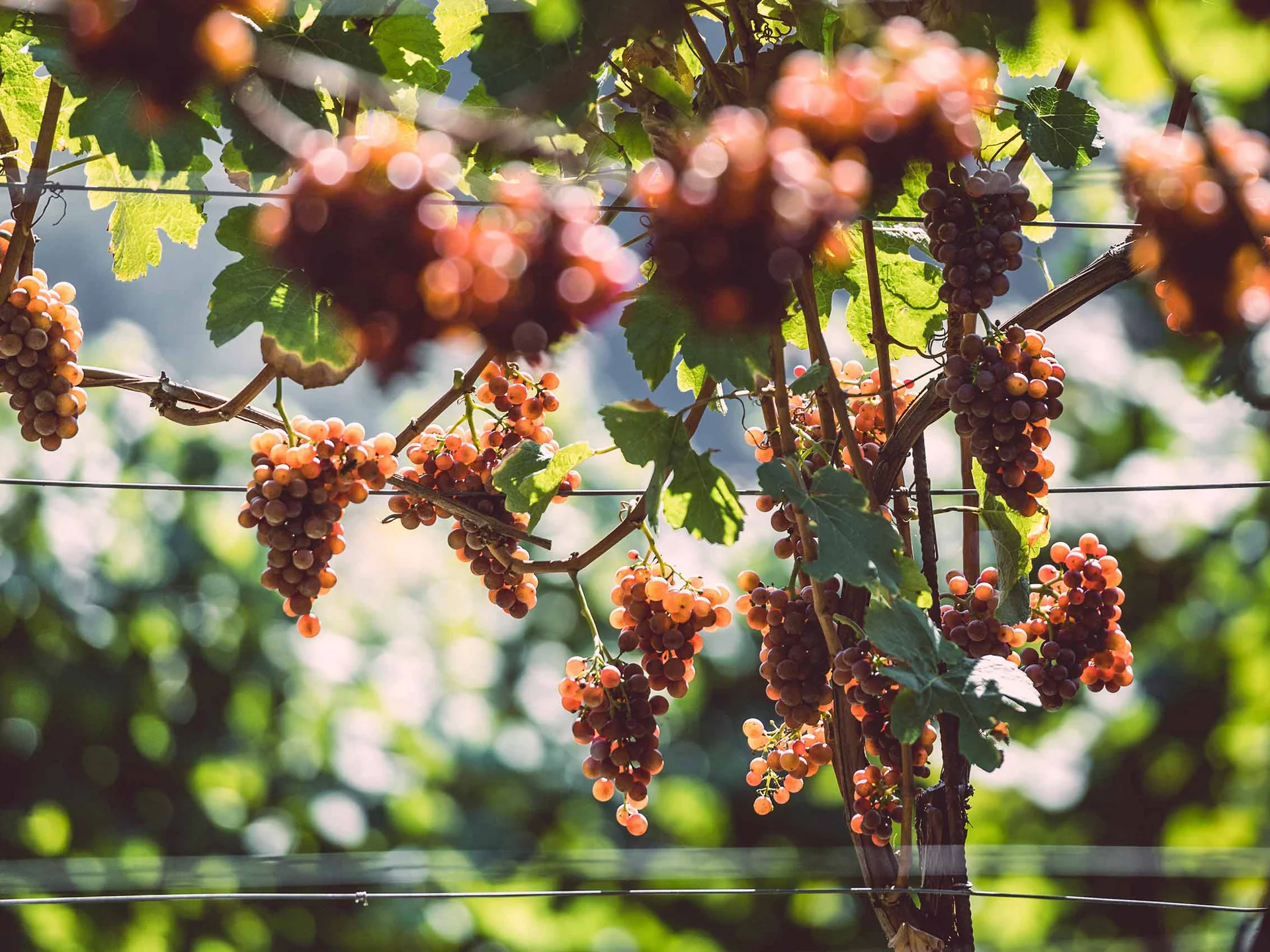 Summer Reife rote Trauben an einem Weinstock bei Sonnenschein